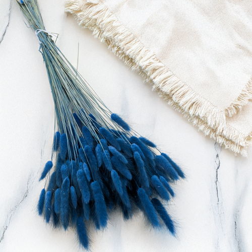 Lagurus niebieski 1.png