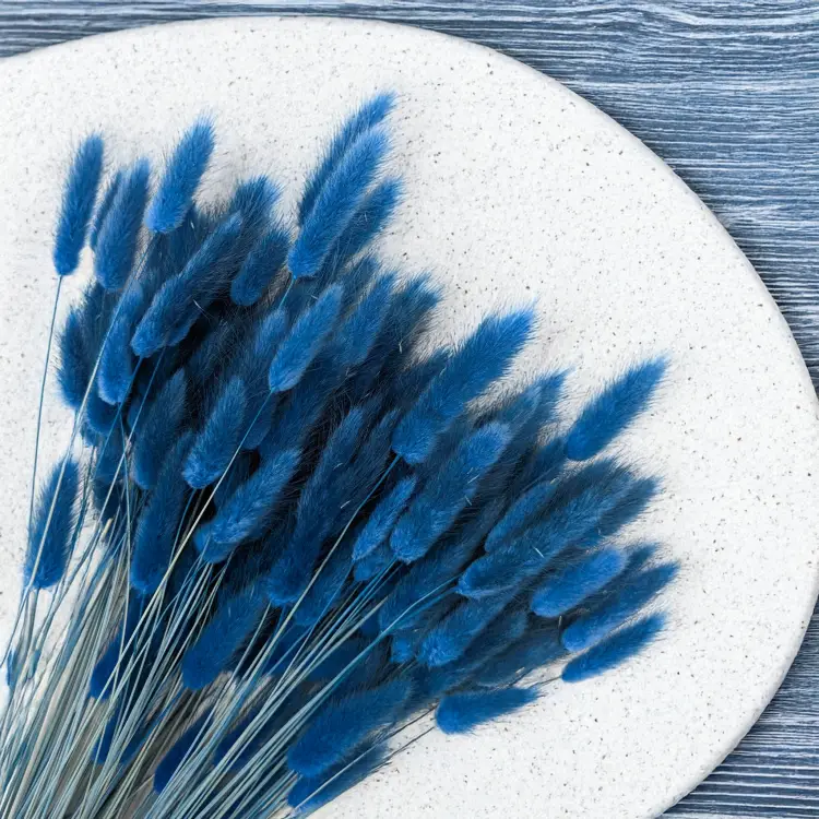 Lagurus niebieski 2.png