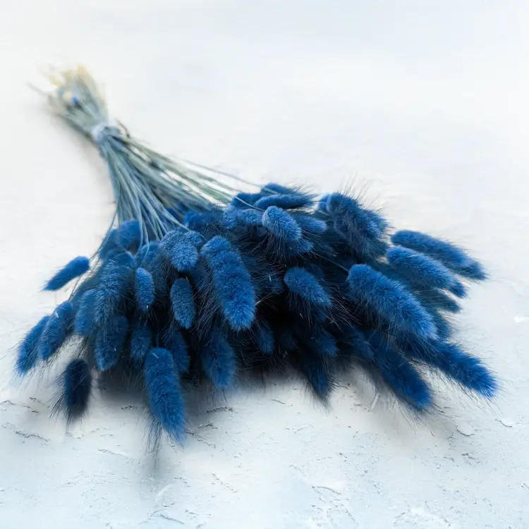 Lagurus niebieski.png