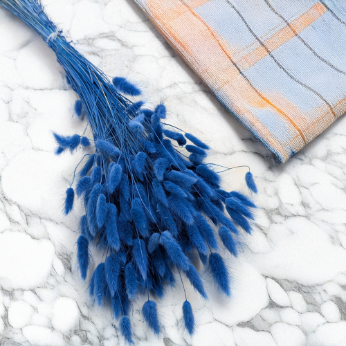 Lagurus morski 1.png