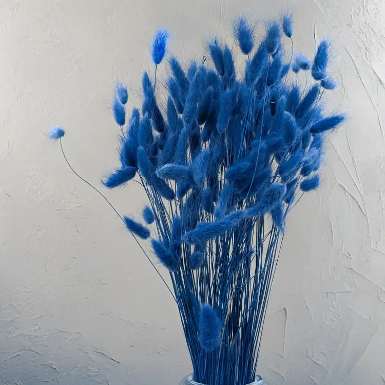 Lagurus morski 4.png