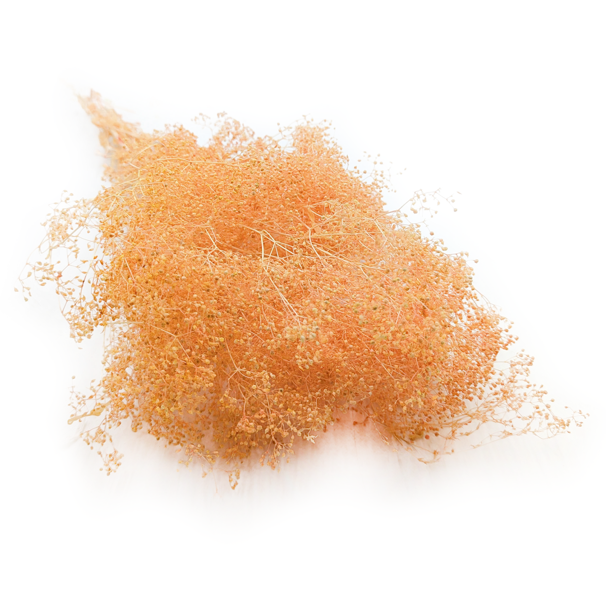 Gipsówka Stabilizowana MINI - (gypsophila) - Brzoskwiniowa