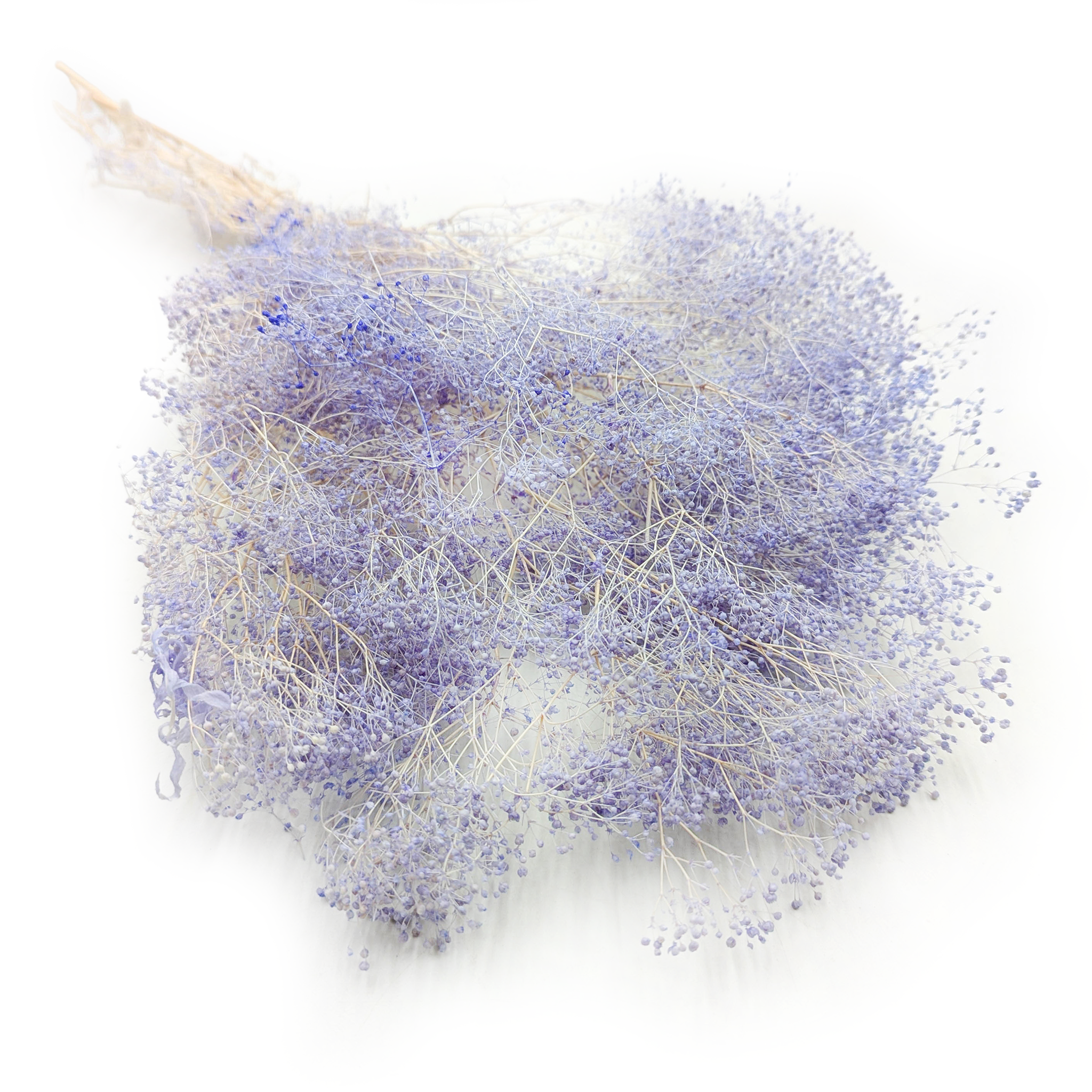 Gipsówka Stabilizowana MINI - (gypsophila) - Lawendowa