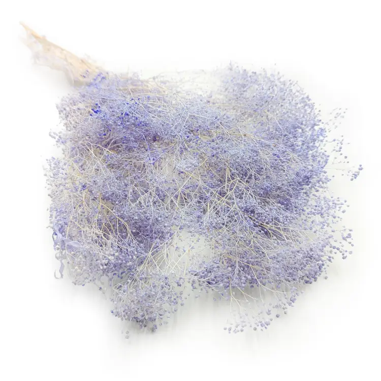 Gipsówka Mini Lawendowa.png