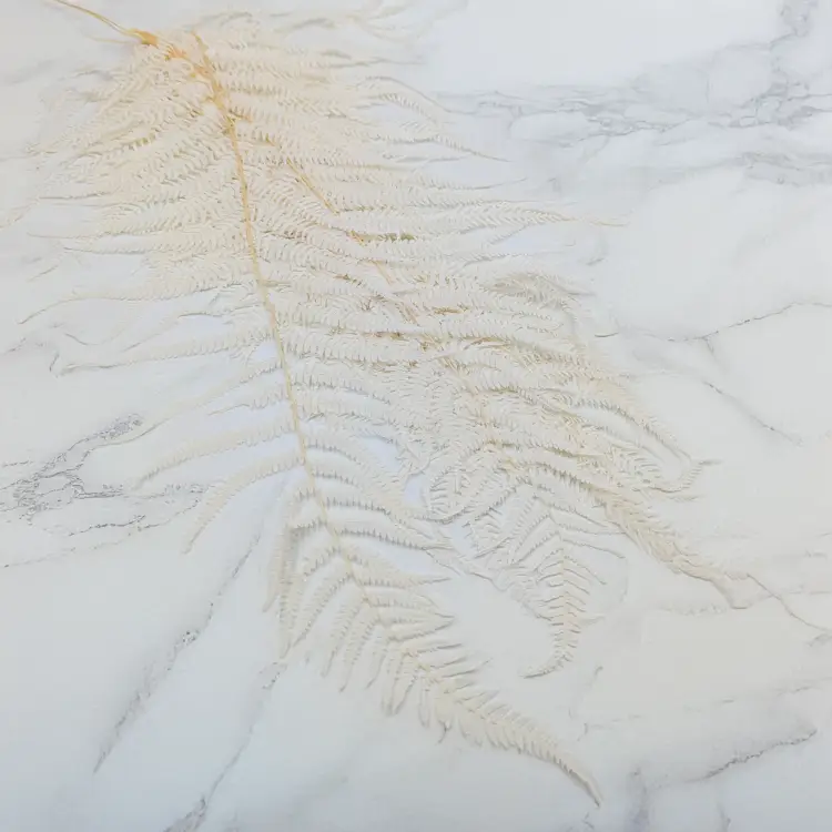 Pergaminowa duża bielona.png