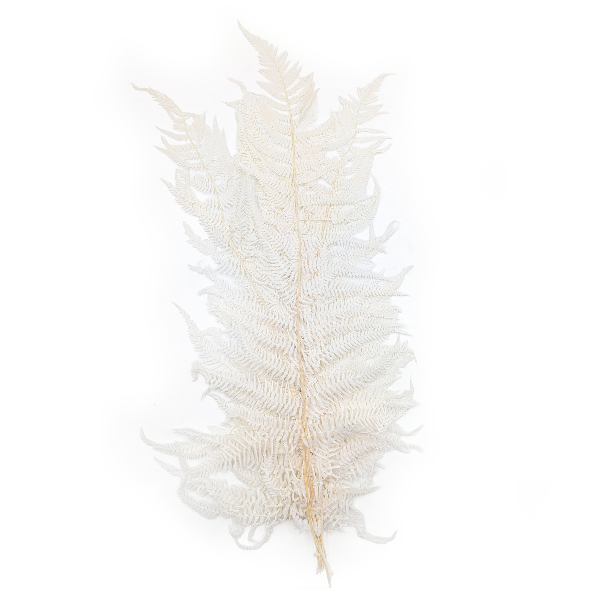 Paproć Stabilizowana - Podrzeń Cynamonowy - bielona