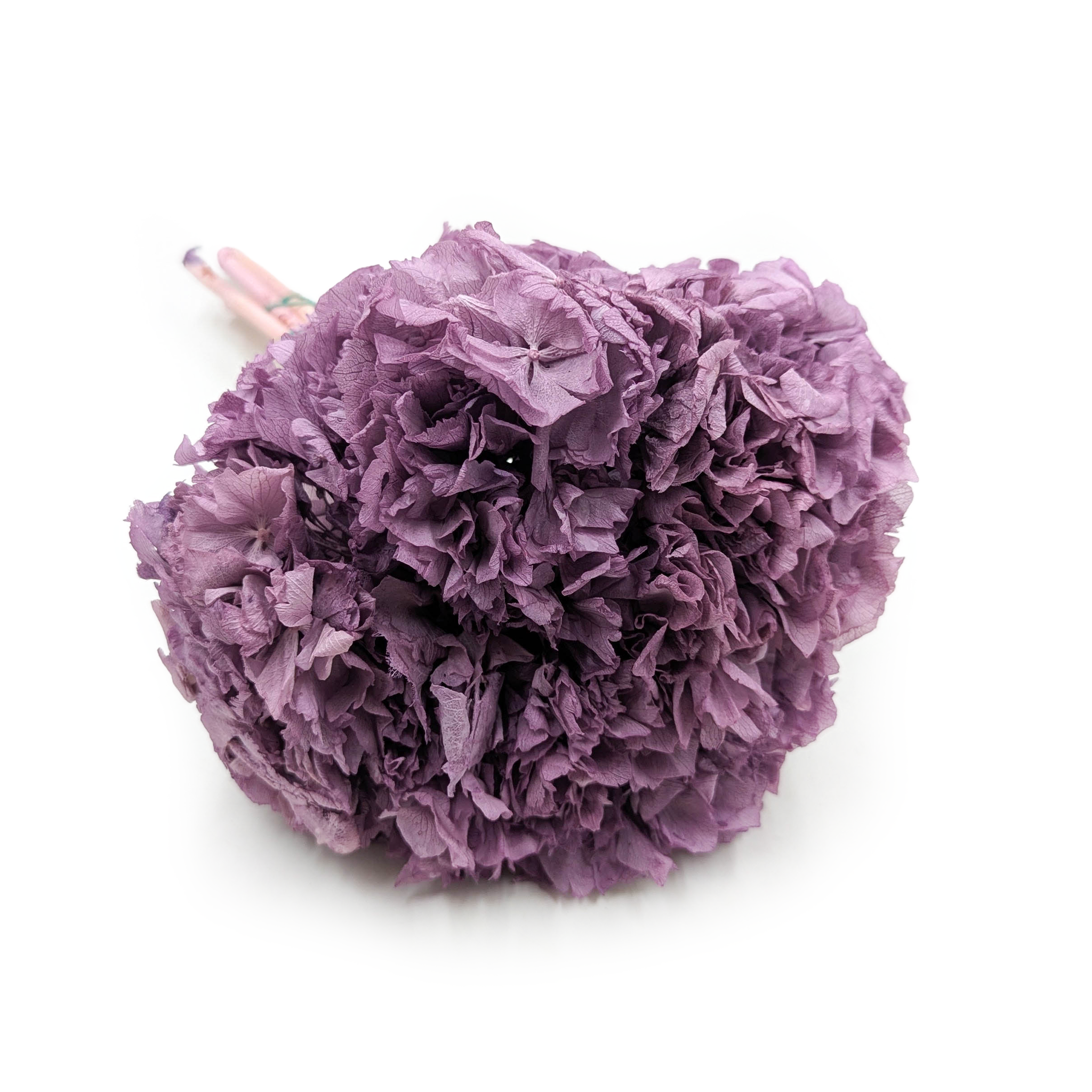 Hortensja Stabilizowana (Hydrangea) - Fioletowa