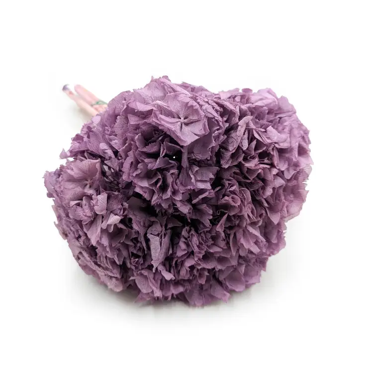 Hortensja Stabilizowan Fioletowa.png