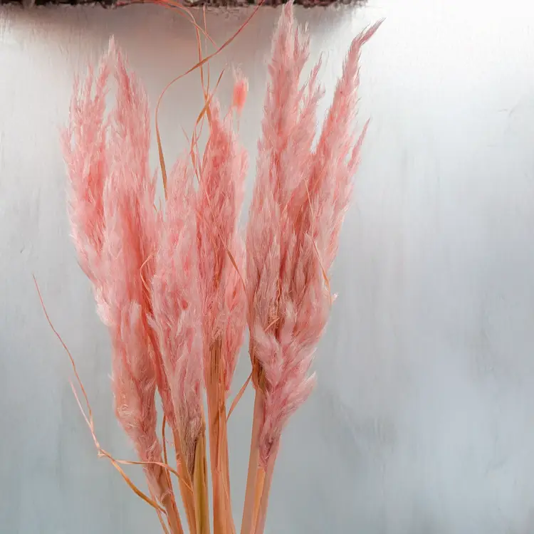 Mini pampas różowy perłowy 4.png