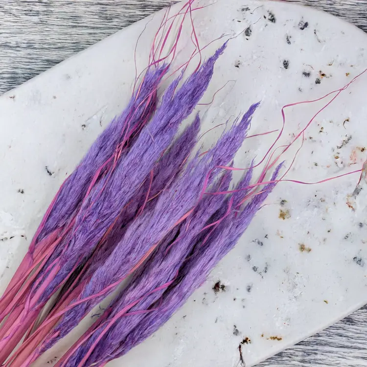 Mini pampas lila 2.png