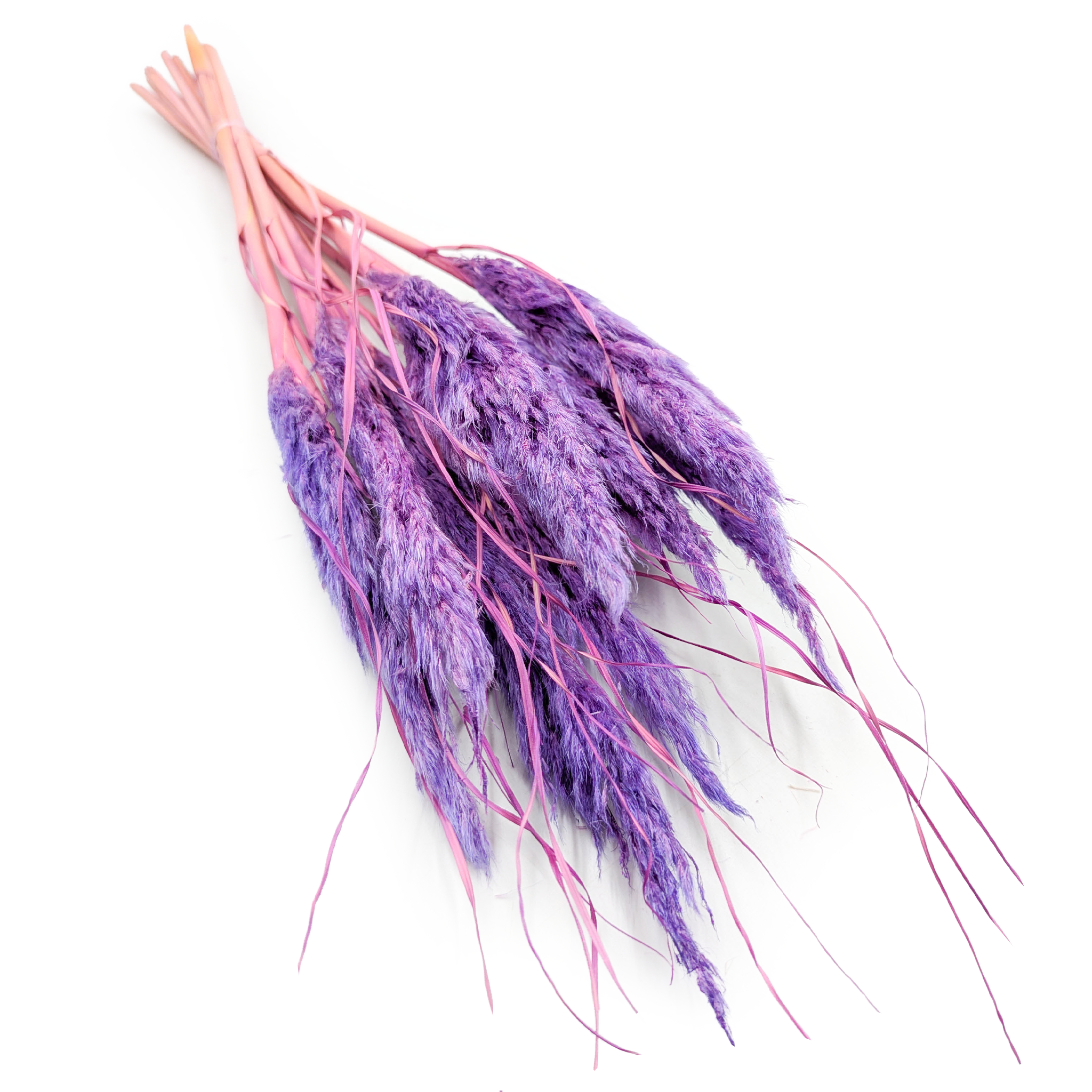 Mini Trawa Pampasowa – Lila – 10szt