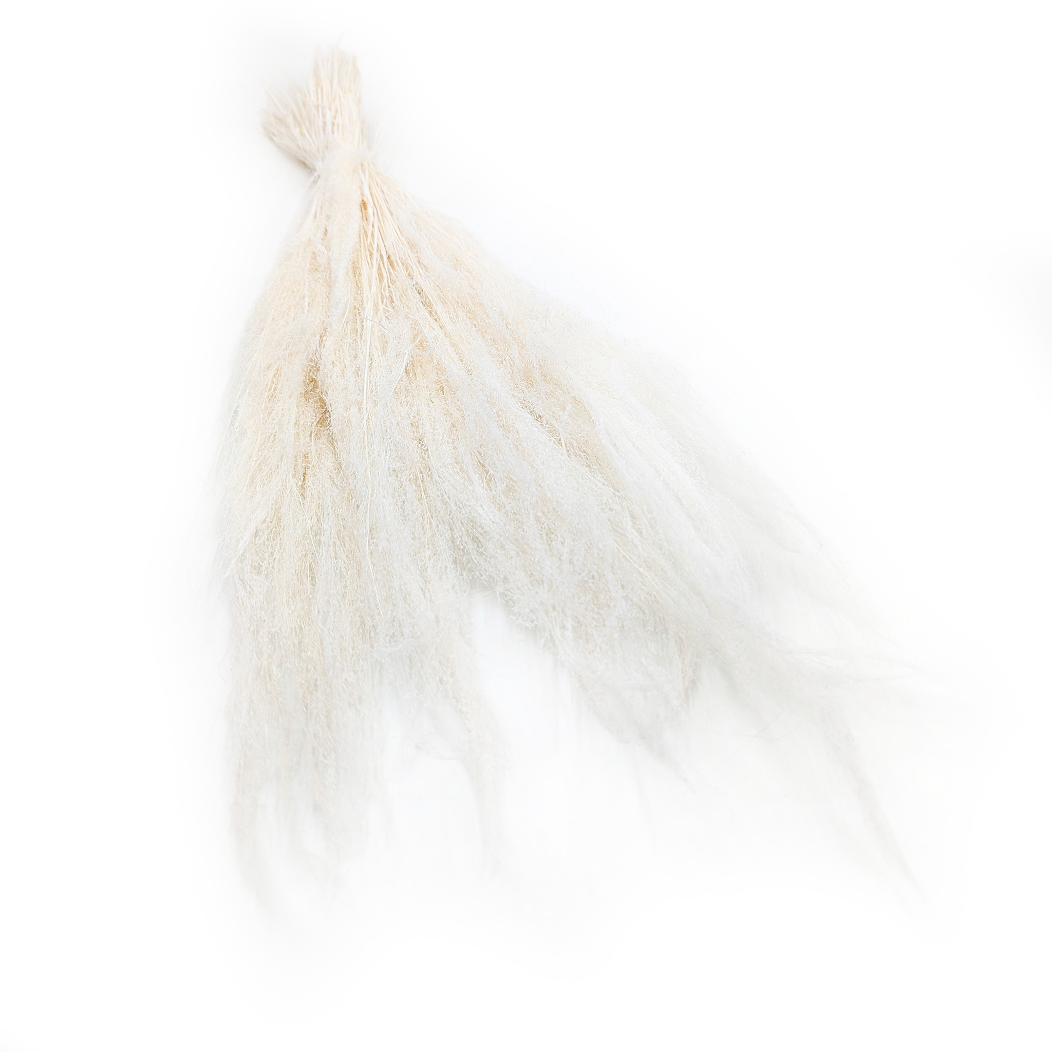 Mietlica Suszona – Trawa Agrostis – Bielona