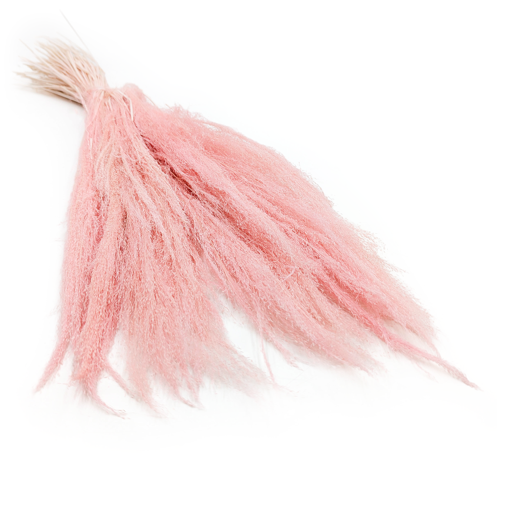 Mietlica Suszona – Trawa Agrostis – Jasno Różowa