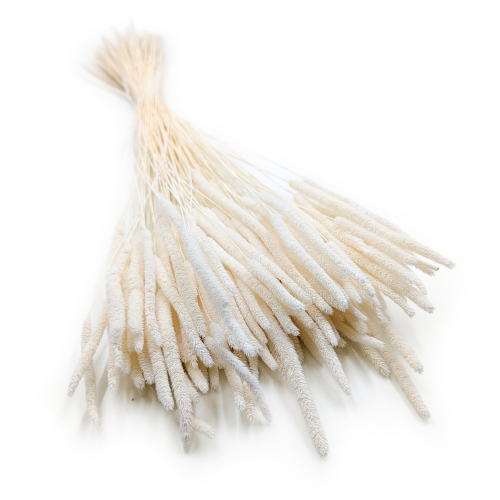 Tymotka Phleum Bielona.png