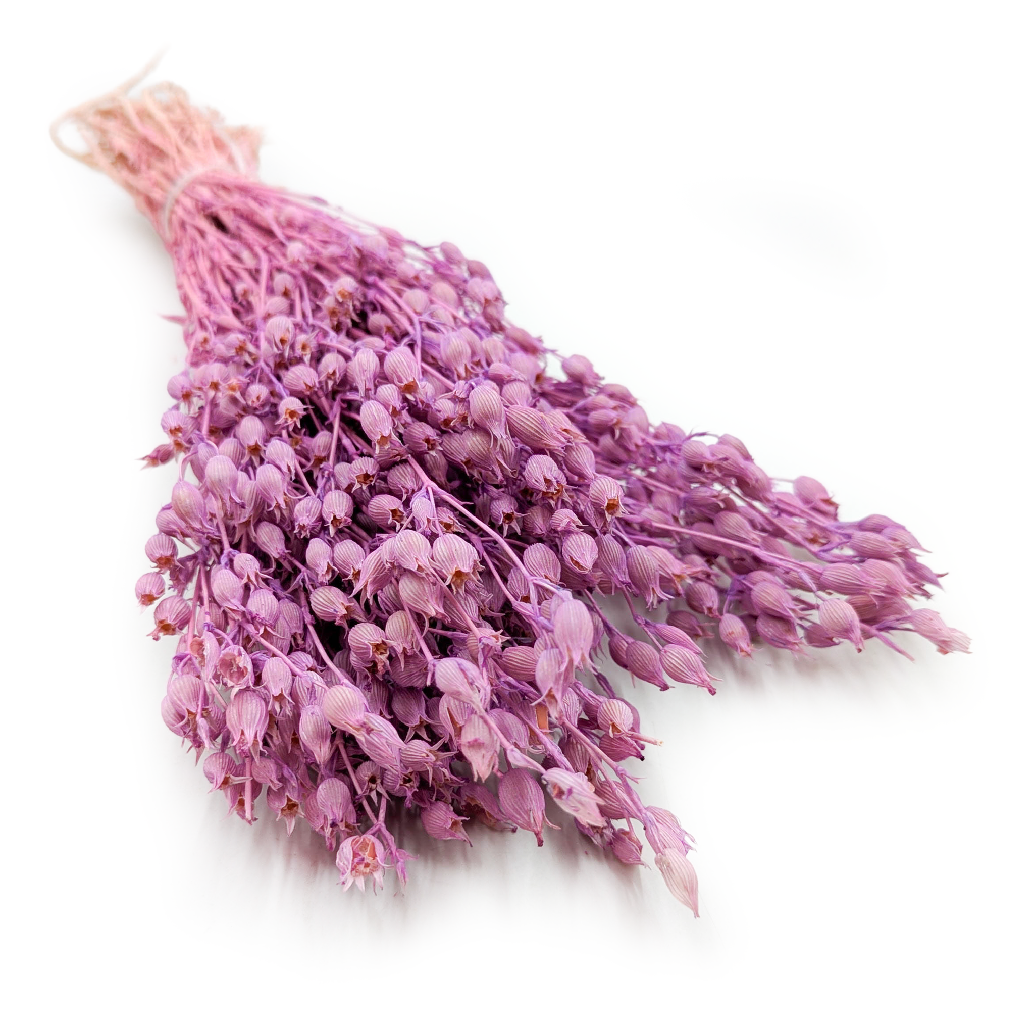 Lepnica rozdęta - (Silene) - Lila