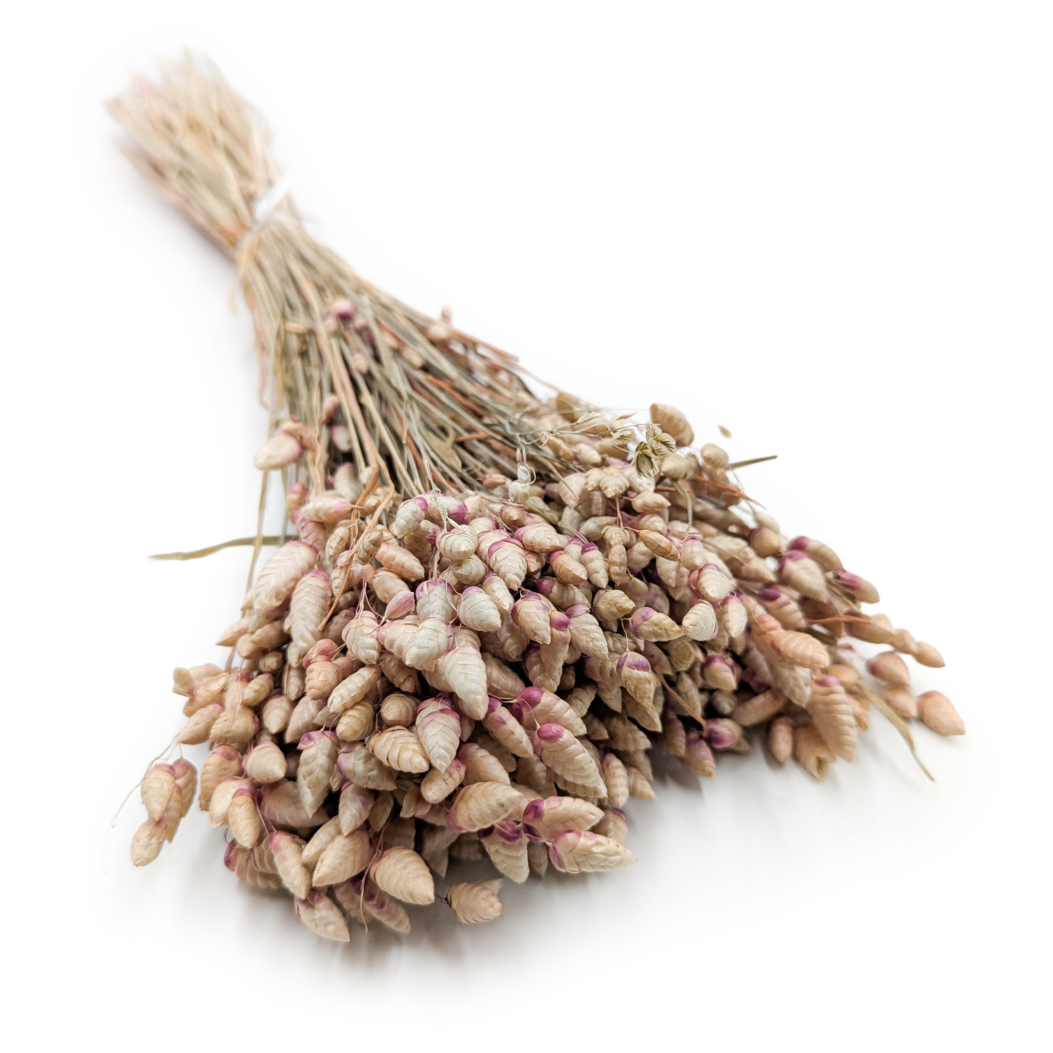 Drżączka Suszona - (Briza Maxima) - Naturalna różowa