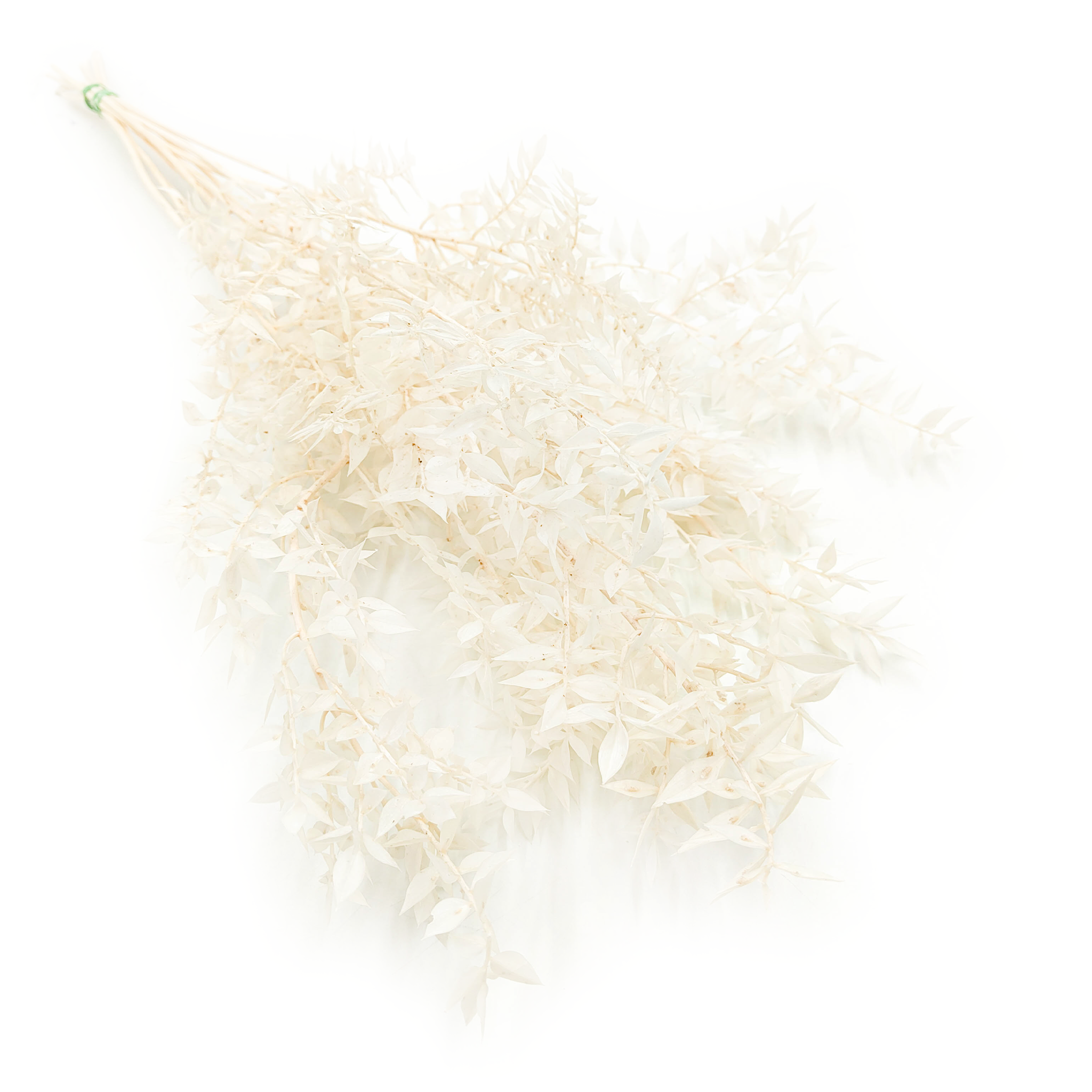 Ruskus stabilizowany - (Ruscus) - Bielony