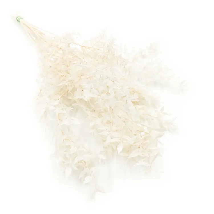 Ruskus Bielony Stabilizowany okl.png