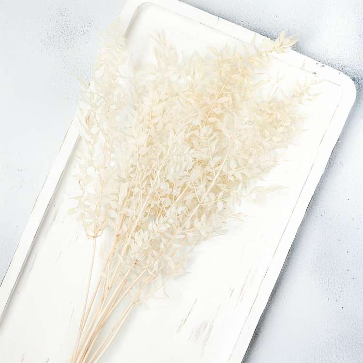 Ruskus Bielony Stabilizowany 1.png