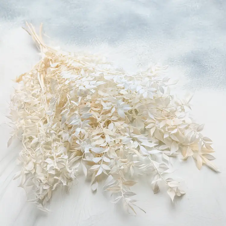 Ruskus suszony bielony 1.png