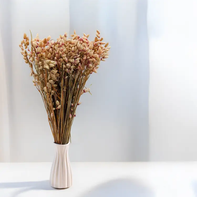 Briza maxima Natural pink 3.png