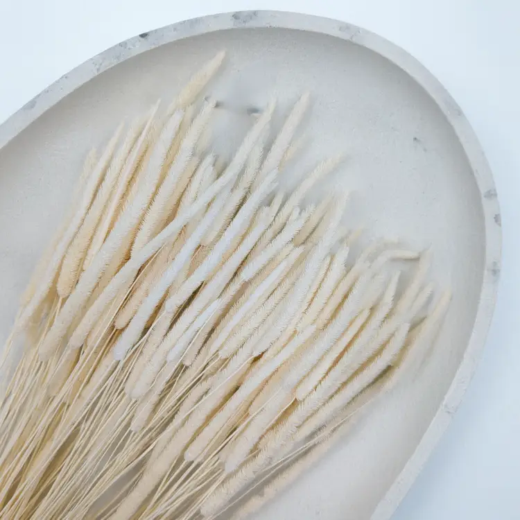 Tymotka bielona 2.png