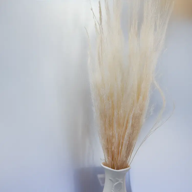 Agrostis bielony 1.png