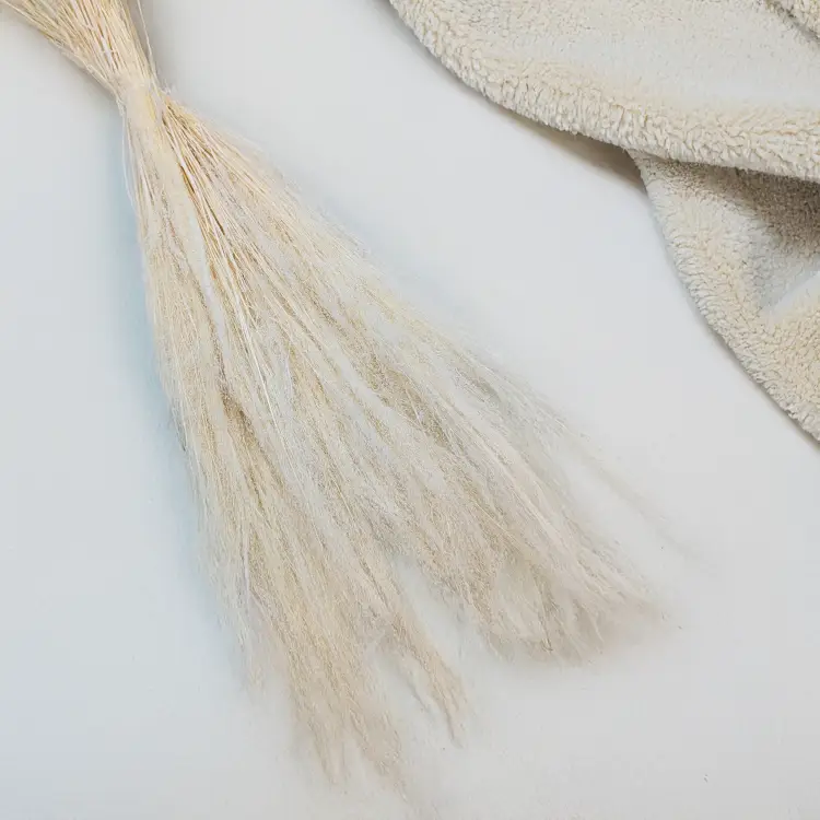 Agrostis bielony 2.png