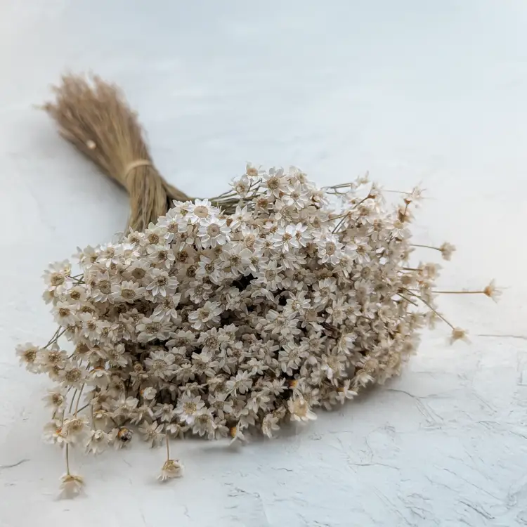 Glixia suszona - naturalny biały.png