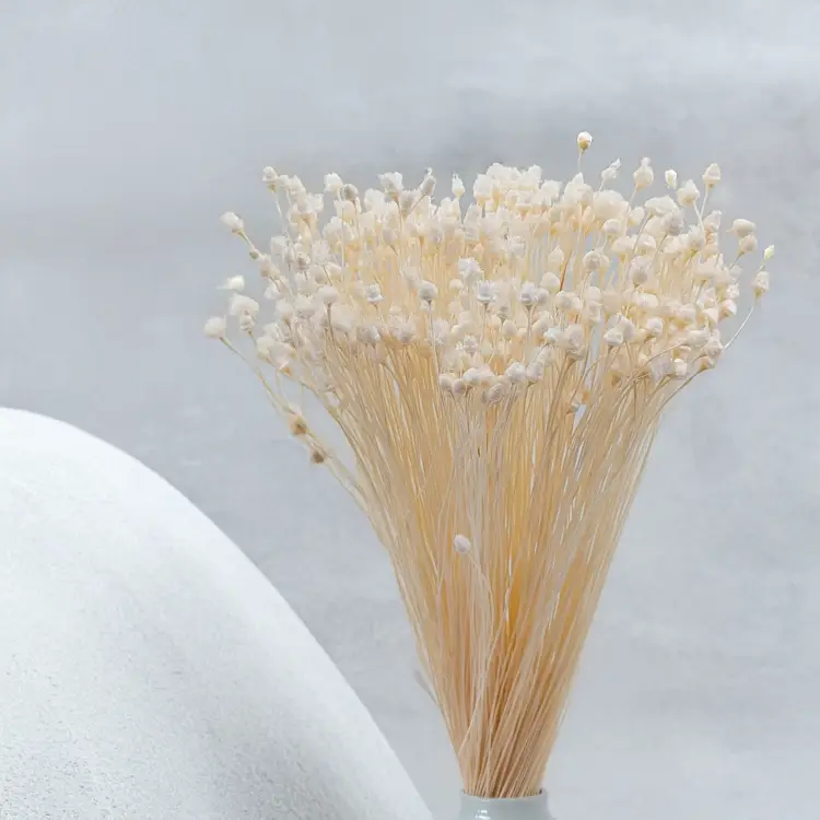 Jazilda bielona 4.png