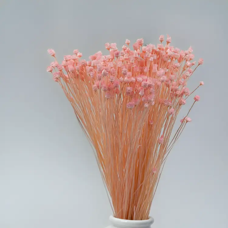 Jazilda różowa 3.png