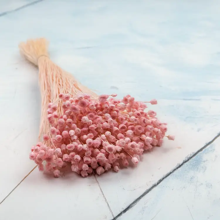 Jazilda różowa.png