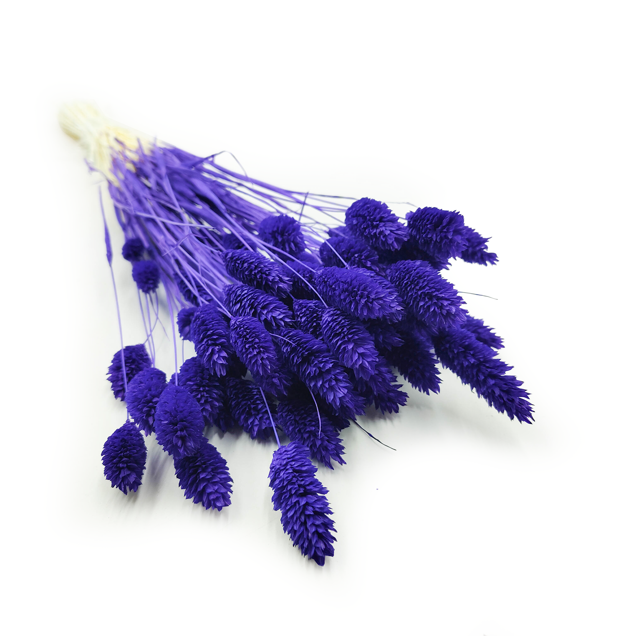 Suszony Phalaris - Kanar - (Mozga kanaryjska) - Granatowy