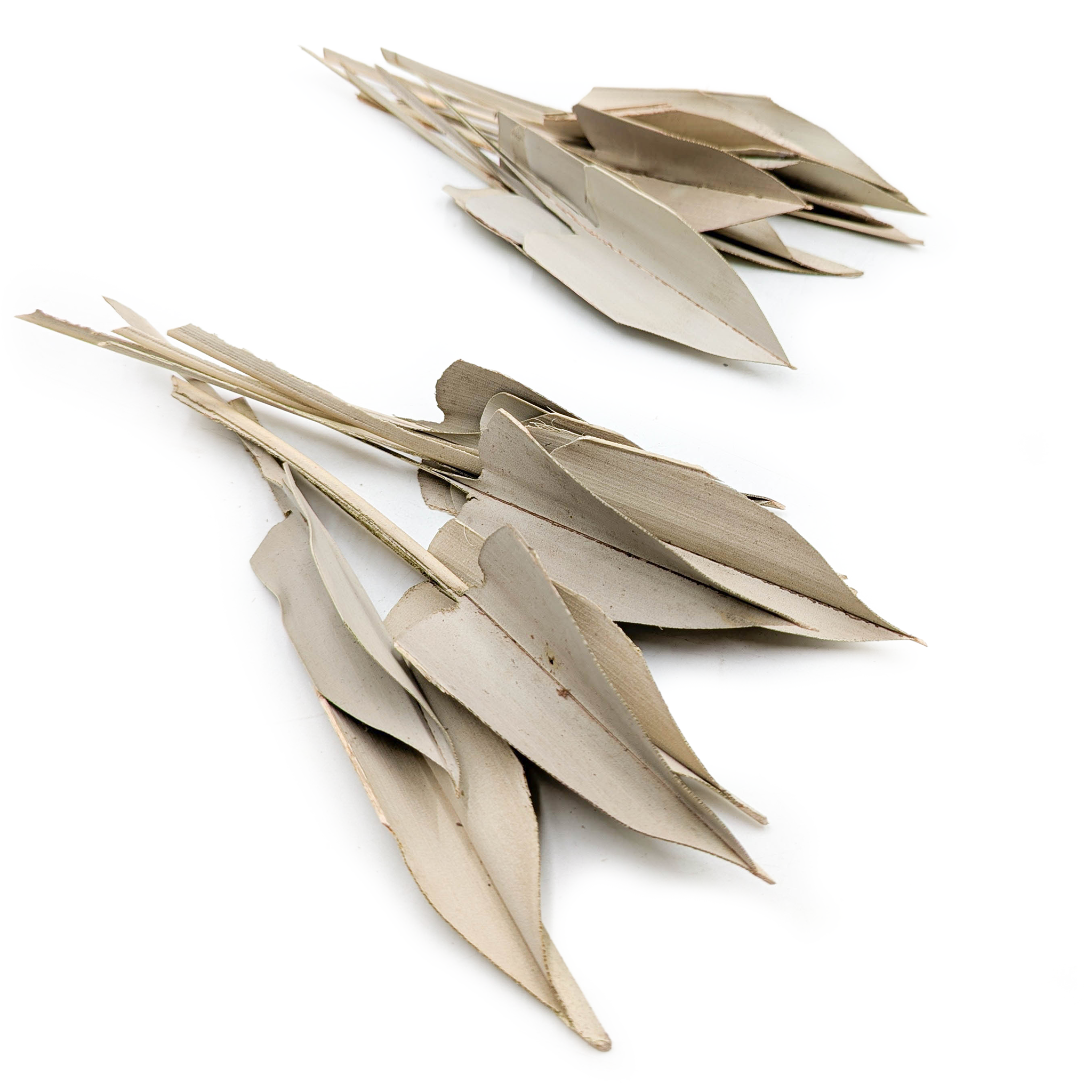 Palma Arrow Leaf - strzałka - (Palm spear) - Naturalna - 20szt