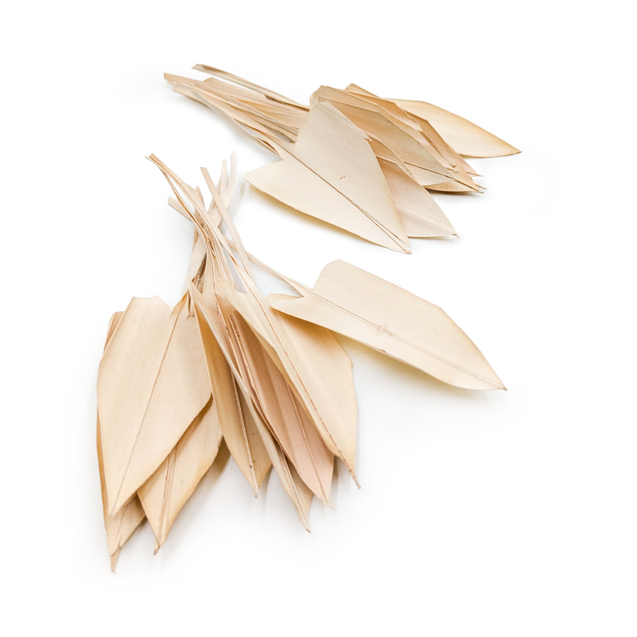 Palma Arrow Leaf - strzałka - (Palm spear) - Bielona - 20szt