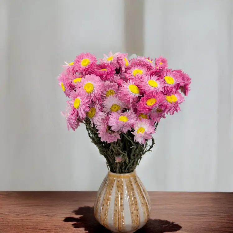 Suchlin różowy S 3.png