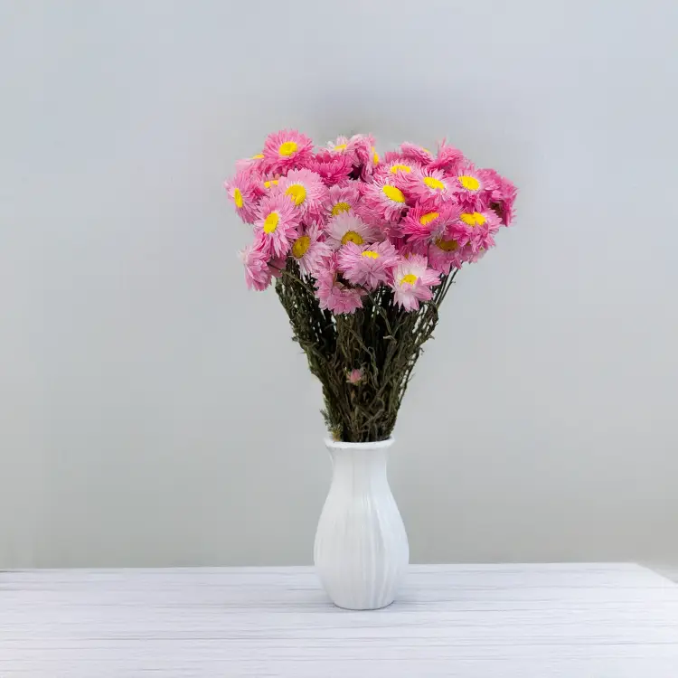 Suchlin różowy S 4.png