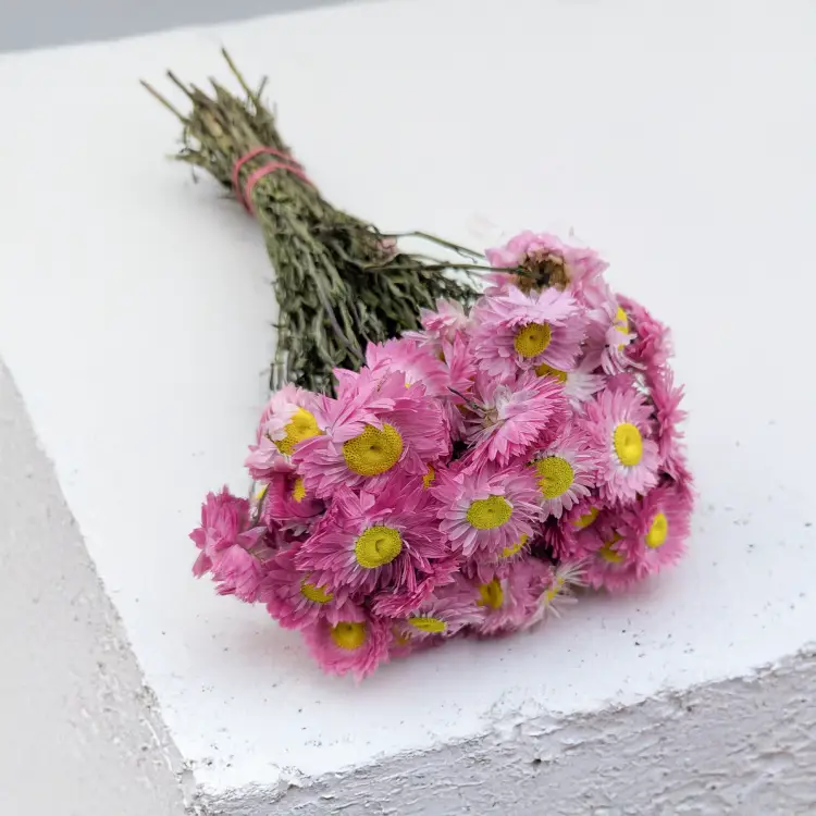 Suchlin różowy S 1.png