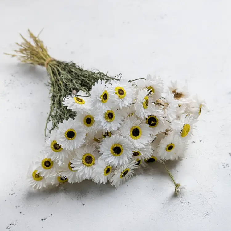 Acroclinium biale prem SZ.png