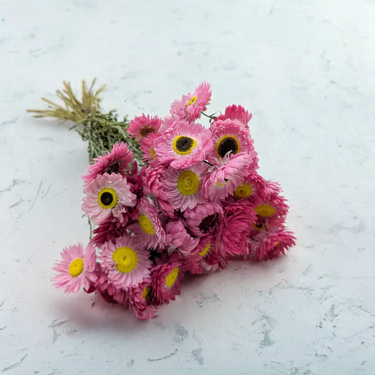 Acrolinium roz prem SZ.png