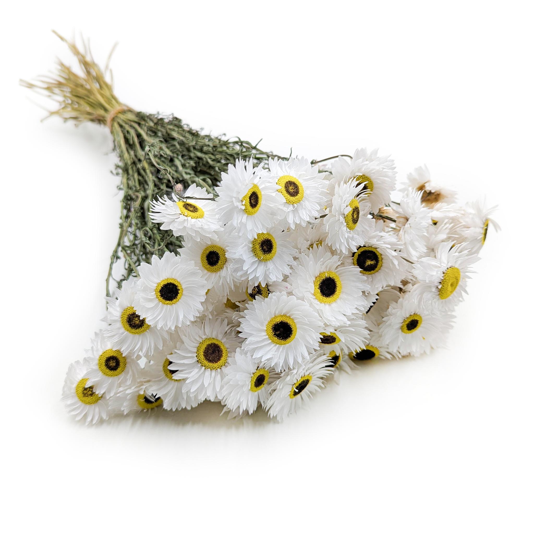 Suszony Suchlin - Suchołuska - (Acroclinium) - Białe - PREMIUM