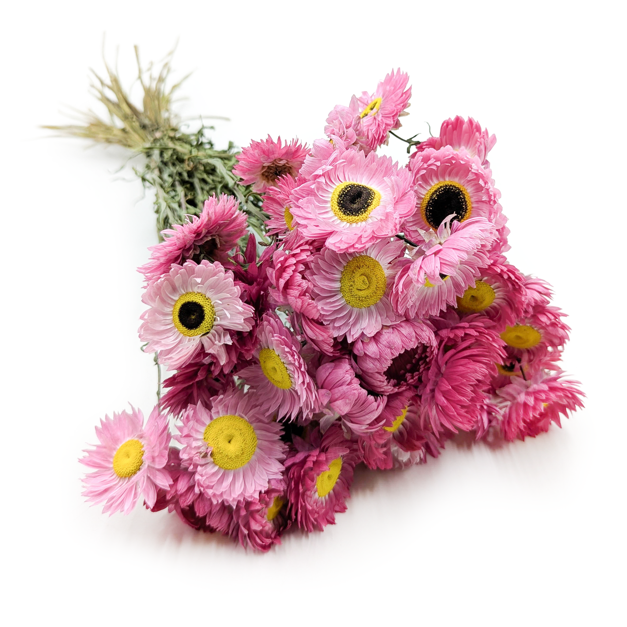 Suszony Suchlin - Suchołuska - (Acroclinium) - Różowe - PREMIUM