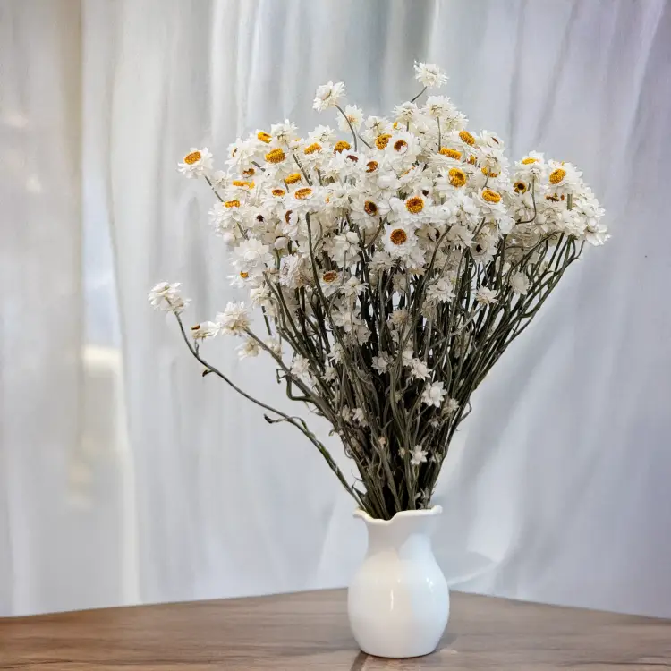 Ammobium nat premium SZ 4.png