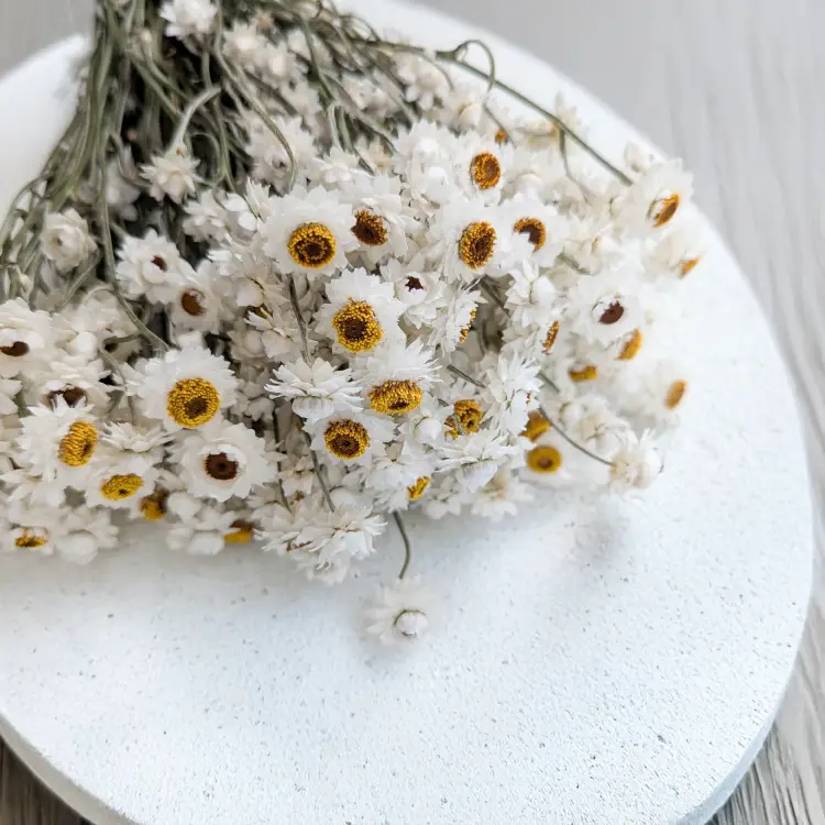 Ammobium nat premium SZ 2.png