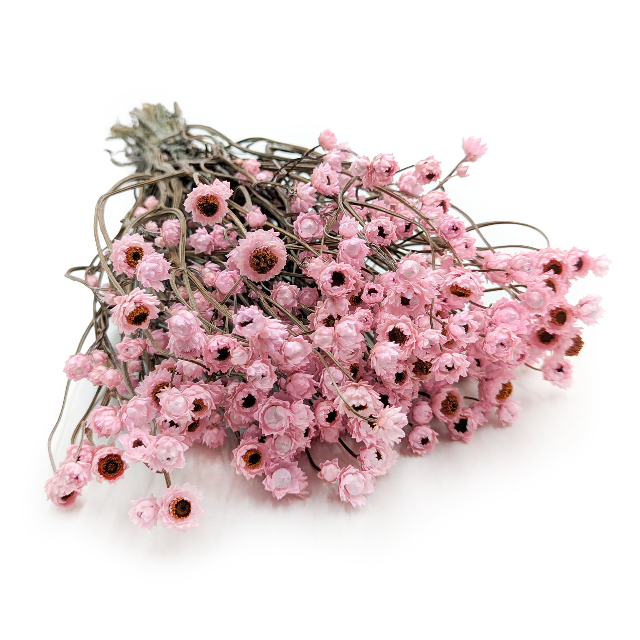 Złociszek Suszony, wiekuistka - (Ammobium alatum) - Jasny róż - PREMIUM