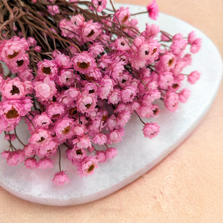 Ammobium roz premium SZ 3.png