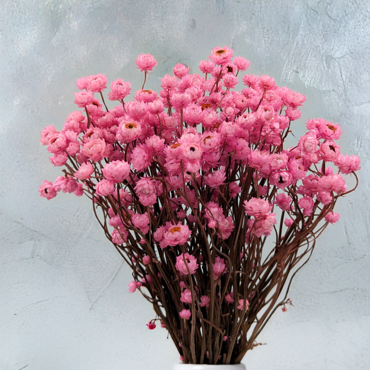 Ammobium roz premium SZ 4.png