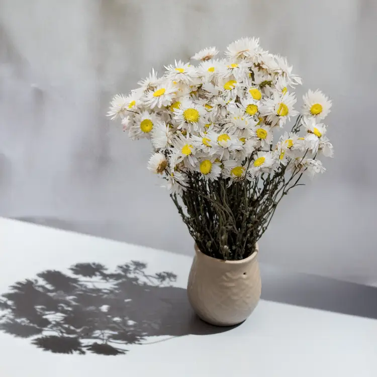 Acroclinium BIALE 50G PLS 3.png