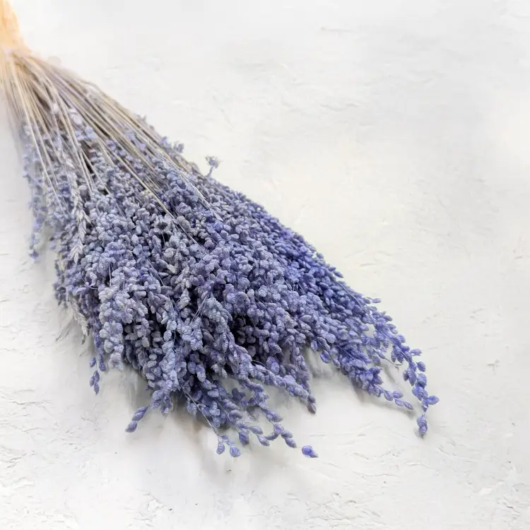 Briza minima lawendowa.png