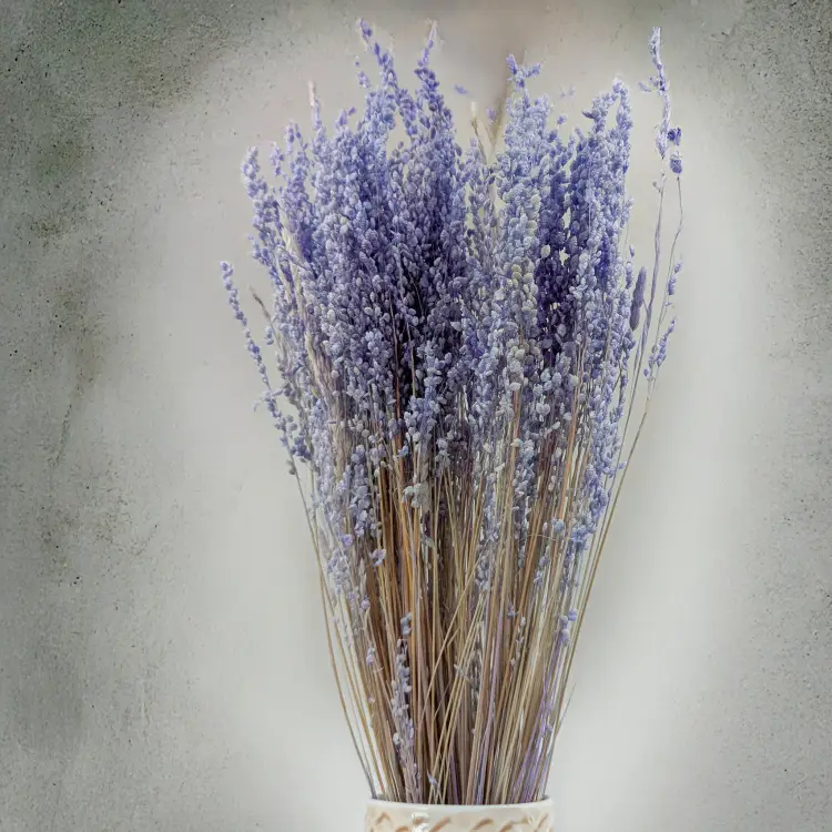 Briza minima lawendowa 4.png